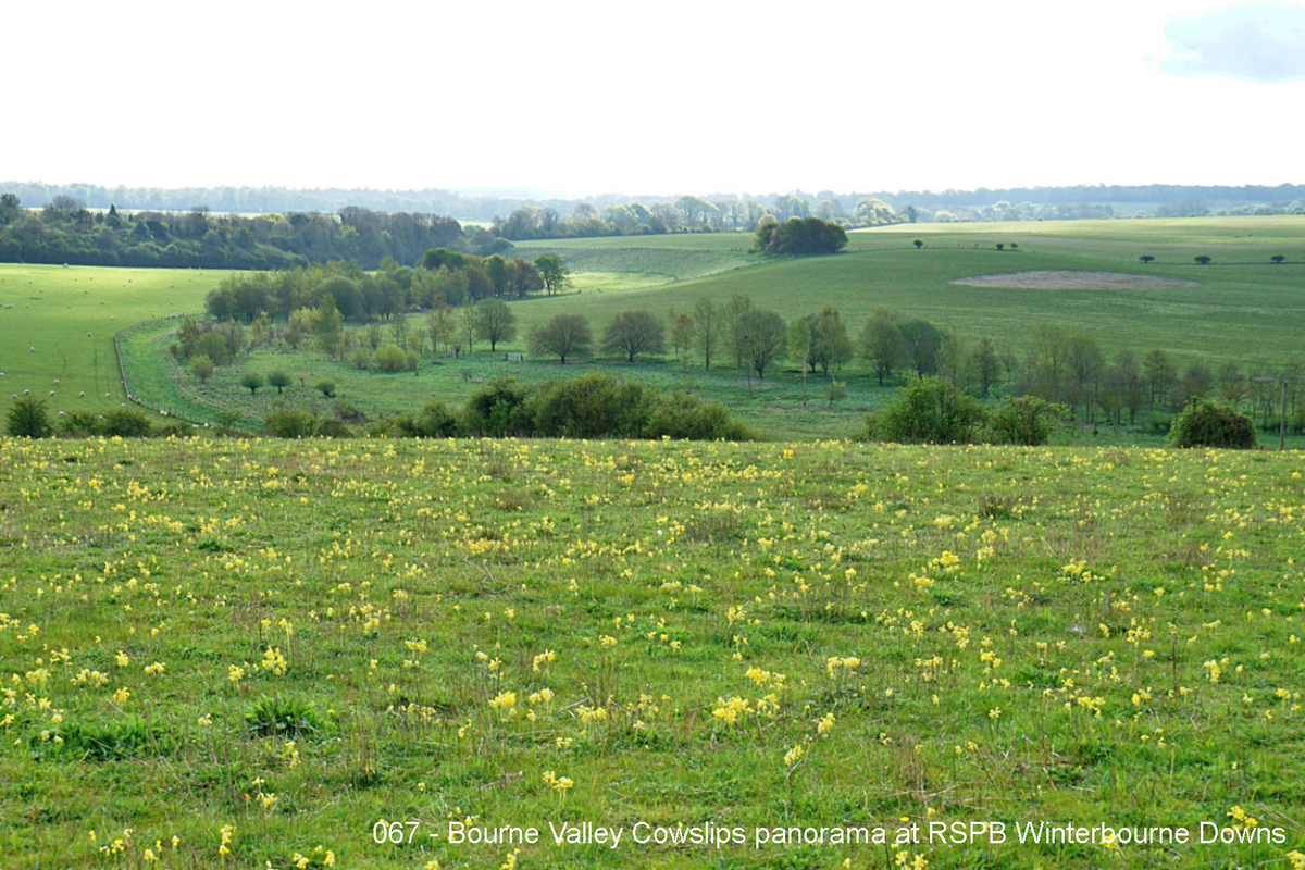 067 - Bourne Valley Cowslips panorama at RSPB Winterbourne Downs